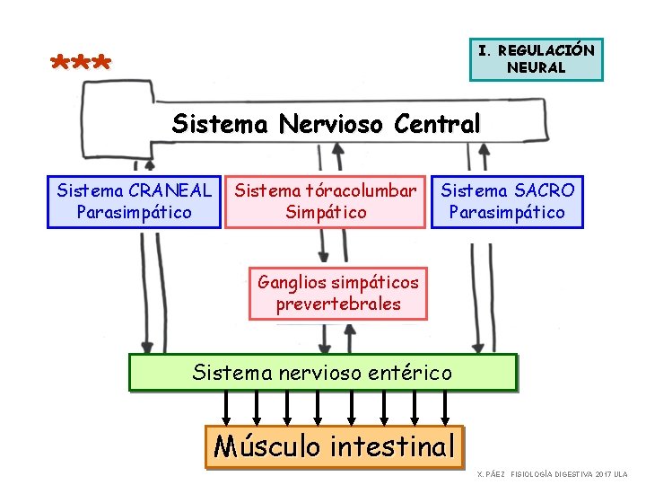 I. REGULACIÓN NEURAL *** Sistema Nervioso Central Sistema CRANEAL Parasimpático Sistema tóracolumbar Simpático Sistema