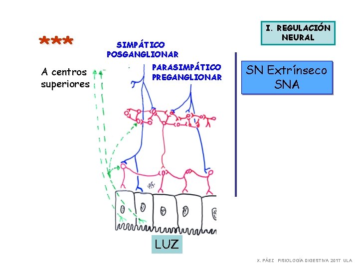 *** A centros superiores SIMPÁTICO POSGANGLIONAR PARASIMPÁTICO PREGANGLIONAR I. REGULACIÓN NEURAL SN Extrínseco SNA