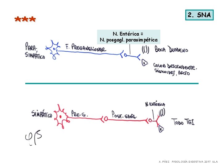 *** 2. SNA N. Entérica = N. posgagl. parasimpática X. PÁEZ FISIOLOGÍA DIGESTIVA 2017