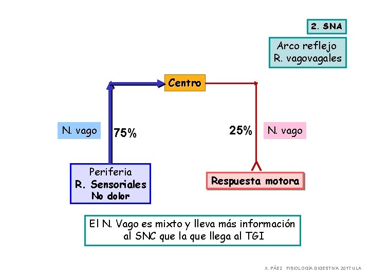 2. SNA Arco reflejo R. vagovagales Centro N. vago 75% Periferia R. Sensoriales 25%