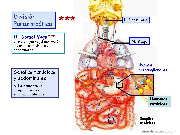 División Parasimpática N. Dorsal Vago *** Único origen vagal inervación a vísceras torácicas y