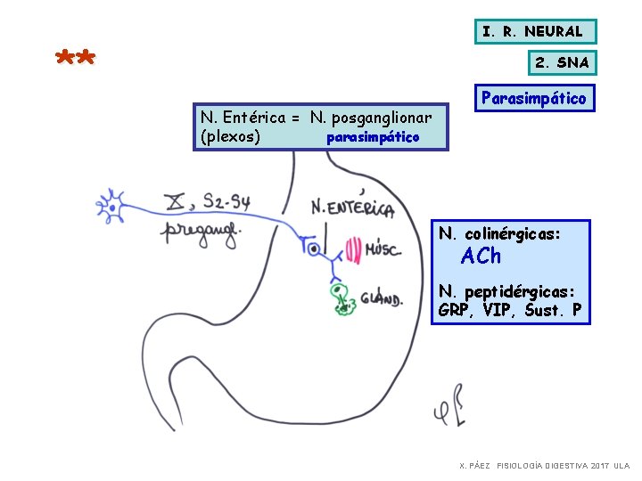 I. R. NEURAL ** 2. SNA N. Entérica = N. posganglionar (plexos) parasimpático Parasimpático