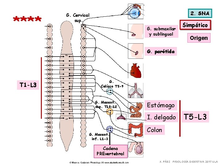 **** 2. SNA G. Cervical sup. G. submaxilar y sublingual Simpático Origen G. parótida