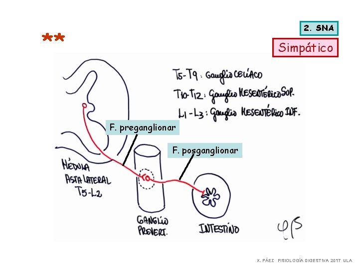 2. SNA ** Simpático F. preganglionar F. posganglionar X. PÁEZ FISIOLOGÍA DIGESTIVA 2017 ULA