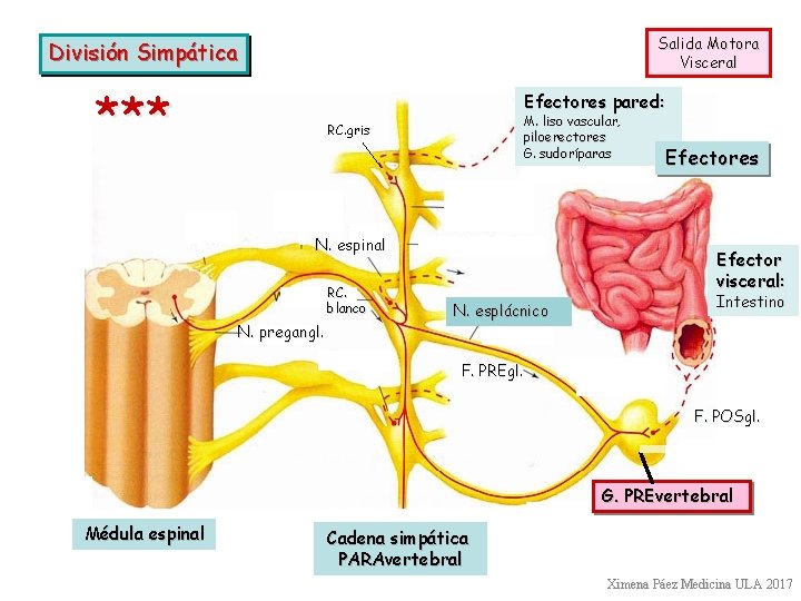 Salida Motora Visceral División Simpática *** Efectores pared: M. liso vascular, piloerectores G. sudoríparas