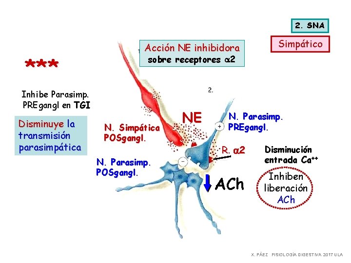 2. SNA *** Acción NE inhibidora sobre receptores a 2 Inhibe Parasimp. PREgangl en