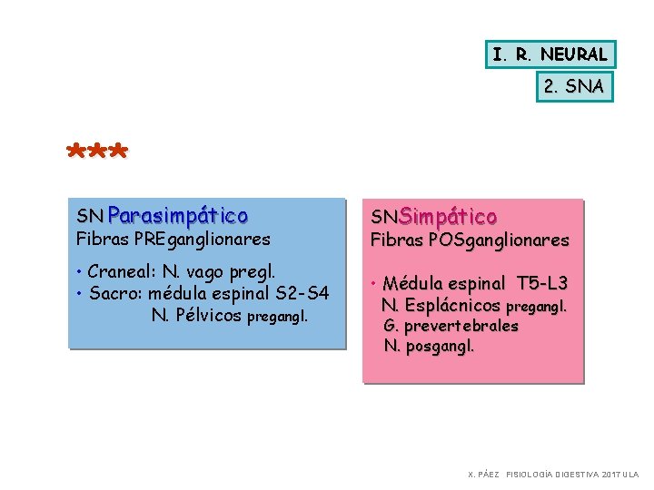 I. R. NEURAL 2. SNA *** SN Parasimpático Fibras PREganglionares SNSimpático Fibras POSganglionares •