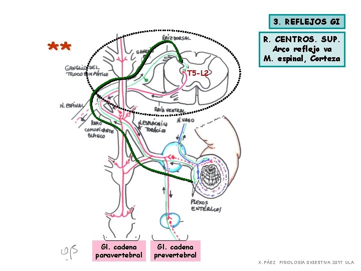 3. REFLEJOS GI R. CENTROS. SUP. Arco reflejo va M. espinal, Corteza ** T