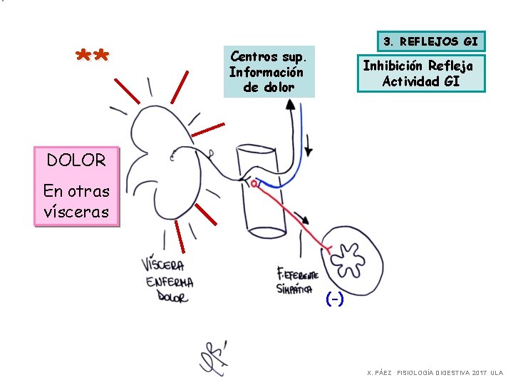 ** 3. REFLEJOS GI Centros sup. Información de dolor Inhibición Refleja Actividad GI DOLOR