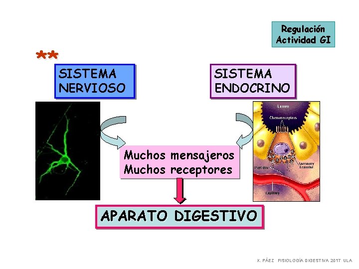 **SISTEMA Regulación Actividad GI NERVIOSO SISTEMA ENDOCRINO Muchos mensajeros Muchos receptores APARATO DIGESTIVO X.