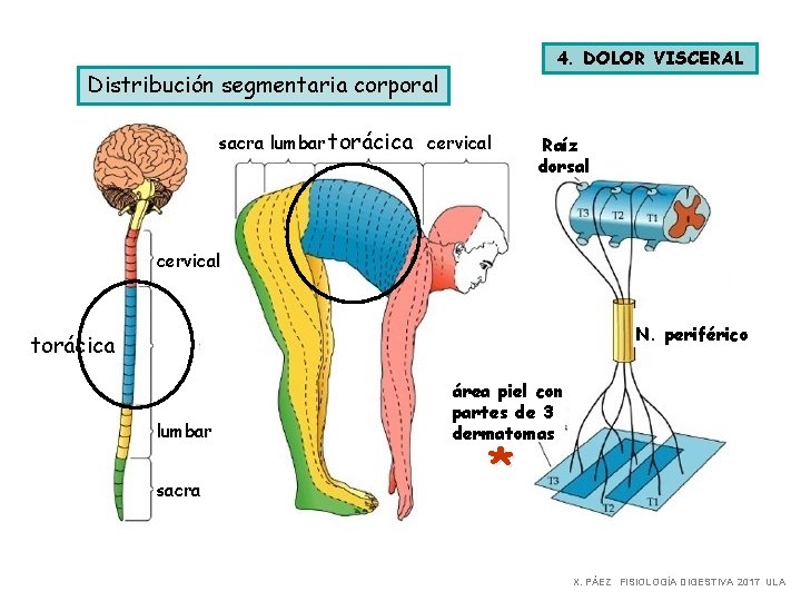 4. DOLOR VISCERAL Distribución segmentaria corporal sacra lumbar torácica cervical Raíz dorsal cervical N.