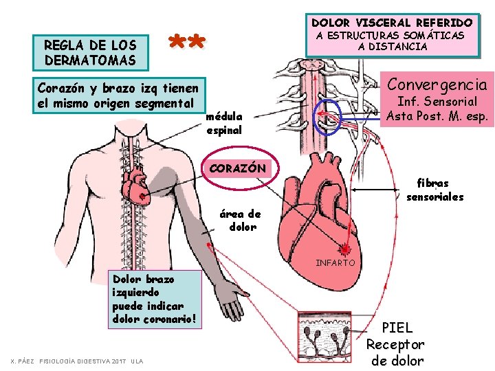 REGLA DE LOS DERMATOMAS DOLOR VISCERAL REFERIDO ** Corazón y brazo izq tienen el