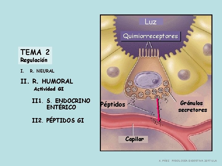 Luz Quimiorreceptores TEMA 2 Regulación I. R. NEURAL II. R. HUMORAL Actividad GI II