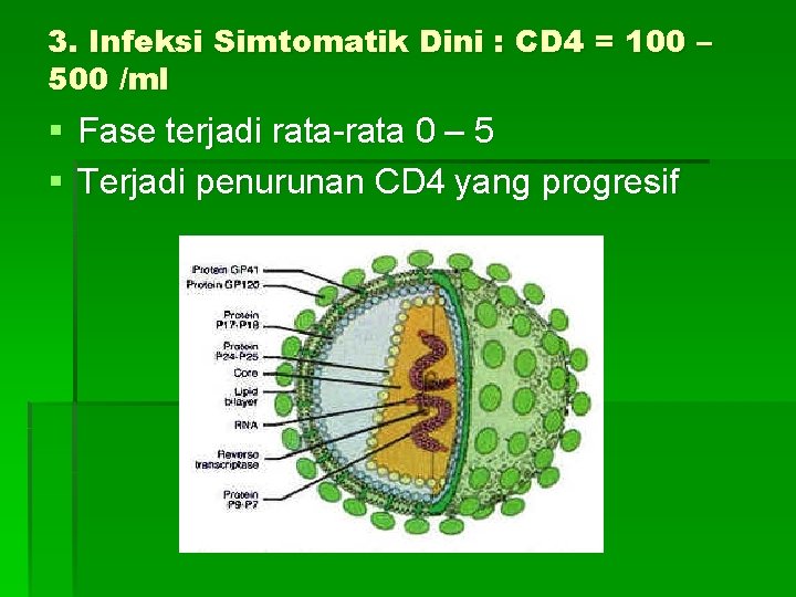 3. Infeksi Simtomatik Dini : CD 4 = 100 – 500 /ml § Fase