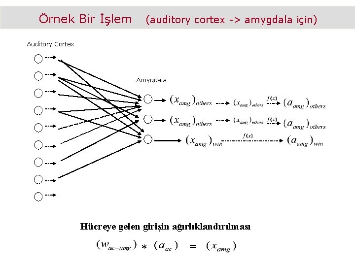 Örnek Bir İşlem (auditory cortex -> amygdala için) Auditory Cortex Amygdala Hücreye gelen girişin