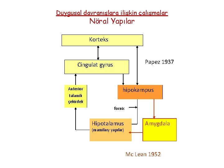 Duygusal davranışlara ilişkin çalışmalar Nöral Yapılar Korteks Papez 1937 Cingulat gyrus Anterior talamik çekirdek