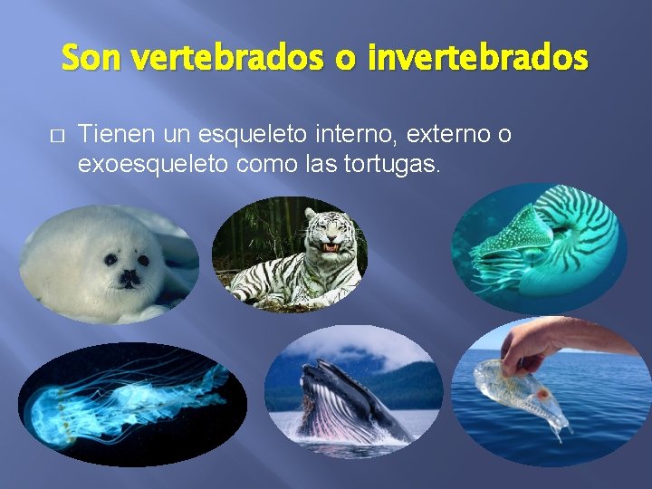 Son vertebrados o invertebrados � Tienen un esqueleto interno, externo o exoesqueleto como las