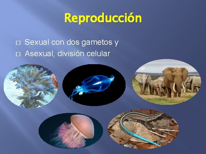 Reproducción � � Sexual con dos gametos y Asexual, división celular 