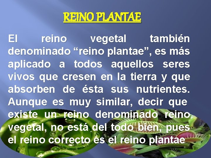 REINO PLANTAE El reino vegetal también denominado “reino plantae”, es más aplicado a todos