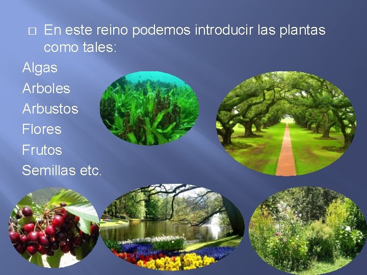 En este reino podemos introducir las plantas como tales: Algas Arboles Arbustos Flores Frutos