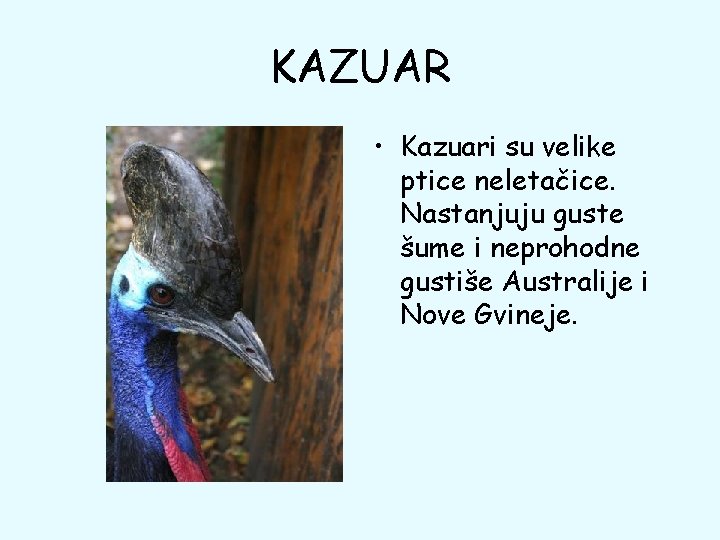 KAZUAR • Kazuari su velike ptice neletačice. Nastanjuju guste šume i neprohodne gustiše Australije