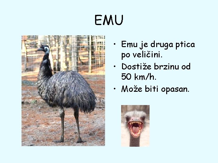 EMU • Emu je druga ptica po veličini. • Dostiže brzinu od 50 km/h.