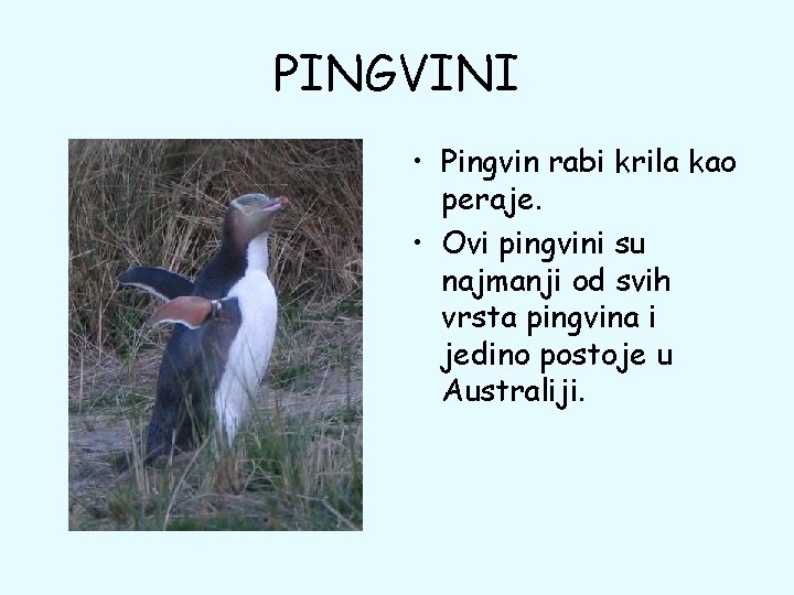 PINGVINI • Pingvin rabi krila kao peraje. • Ovi pingvini su najmanji od svih