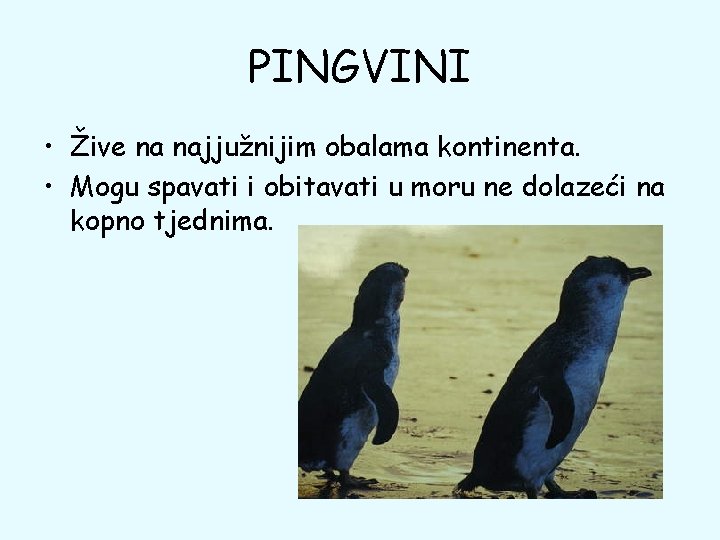 PINGVINI • Žive na najjužnijim obalama kontinenta. • Mogu spavati i obitavati u moru