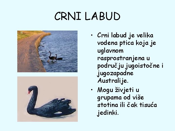 CRNI LABUD • Crni labud je velika vodena ptica koja je uglavnom rasprostranjena u