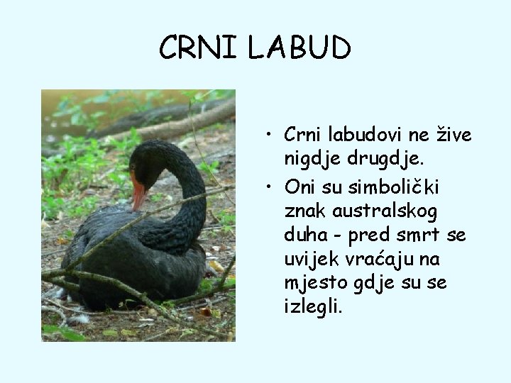 CRNI LABUD • Crni labudovi ne žive nigdje drugdje. • Oni su simbolički znak