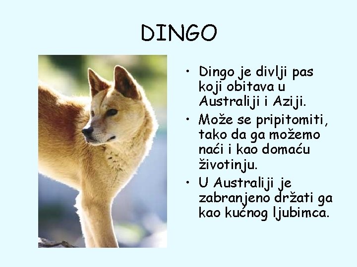 DINGO • Dingo je divlji pas koji obitava u Australiji i Aziji. • Može