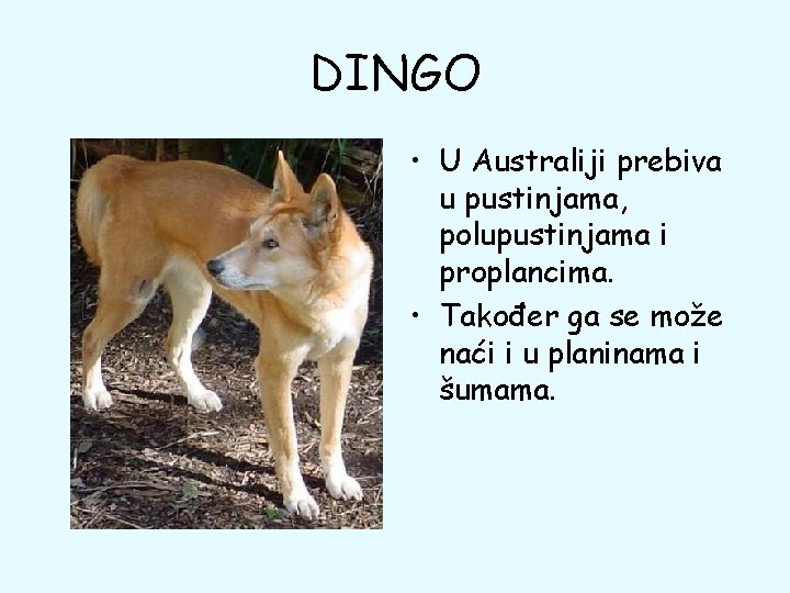 DINGO • U Australiji prebiva u pustinjama, polupustinjama i proplancima. • Također ga se