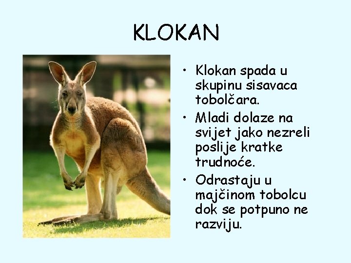 KLOKAN • Klokan spada u skupinu sisavaca tobolčara. • Mladi dolaze na svijet jako