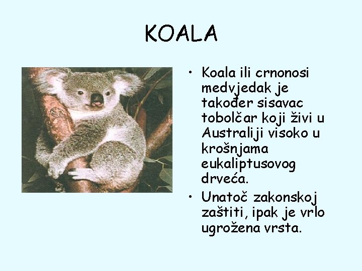 KOALA • Koala ili crnonosi medvjedak je također sisavac tobolčar koji živi u Australiji