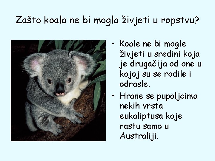 Zašto koala ne bi mogla živjeti u ropstvu? • Koale ne bi mogle živjeti