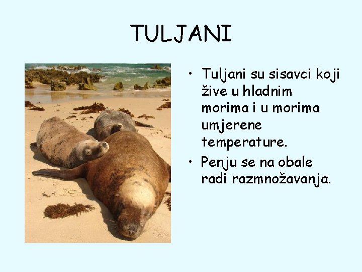 TULJANI • Tuljani su sisavci koji žive u hladnim morima i u morima umjerene