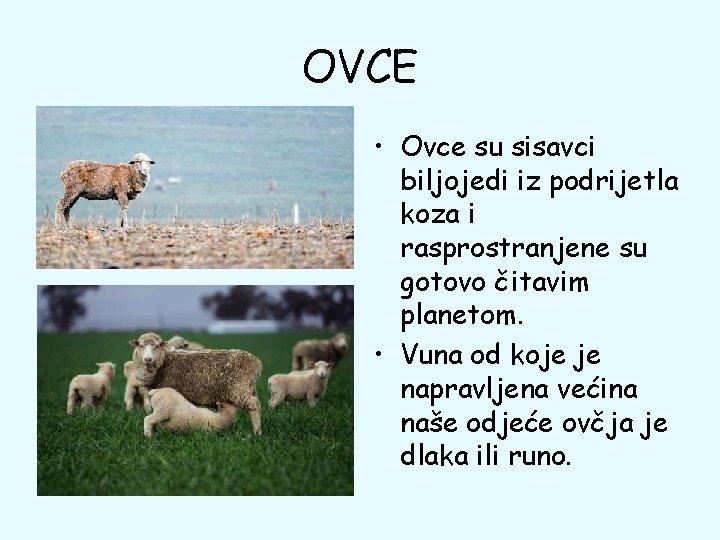 OVCE • Ovce su sisavci biljojedi iz podrijetla koza i rasprostranjene su gotovo čitavim