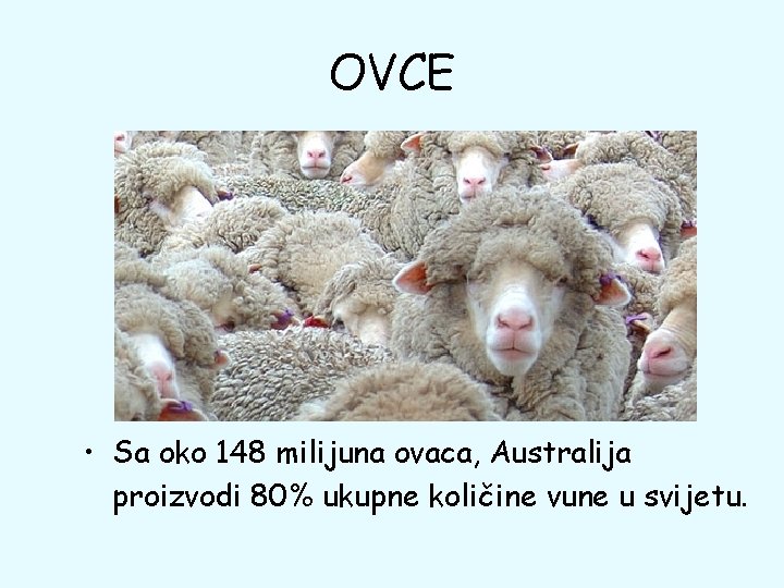 OVCE • Sa oko 148 milijuna ovaca, Australija proizvodi 80% ukupne količine vune u