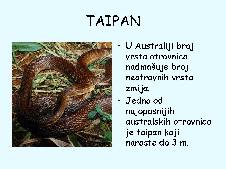 TAIPAN • U Australiji broj vrsta otrovnica nadmašuje broj neotrovnih vrsta zmija. • Jedna