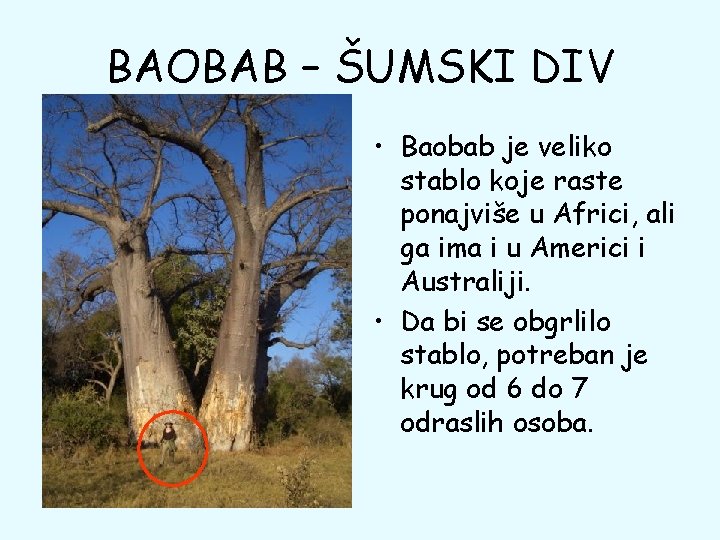 BAOBAB – ŠUMSKI DIV • Baobab je veliko stablo koje raste ponajviše u Africi,