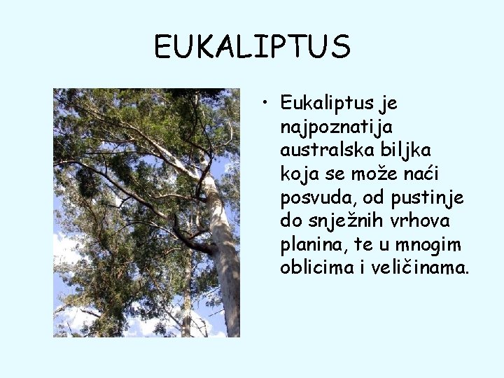 EUKALIPTUS • Eukaliptus je najpoznatija australska biljka koja se može naći posvuda, od pustinje EUKALIPTUS • Eukaliptus je najpoznatija australska biljka koja se može naći posvuda, od pustinje