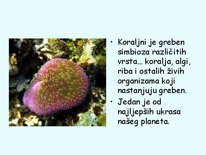 • Koraljni je greben simbioza različitih vrsta… koralja, algi, riba i ostalih živih • Koraljni je greben simbioza različitih vrsta… koralja, algi, riba i ostalih živih