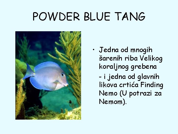 POWDER BLUE TANG • Jedna od mnogih šarenih riba Velikog koraljnog grebena - i