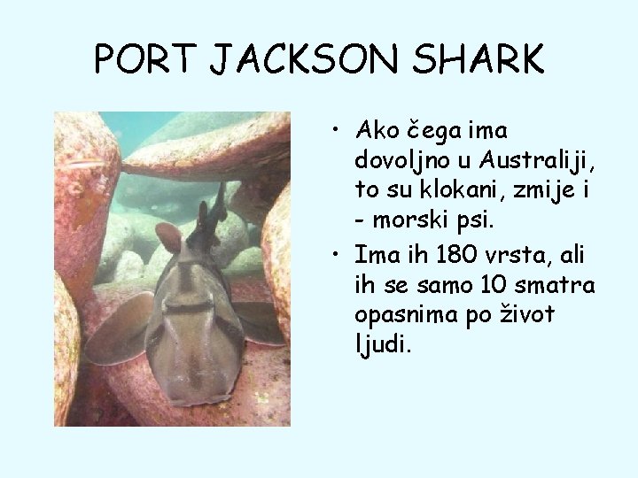 PORT JACKSON SHARK • Ako čega ima dovoljno u Australiji, to su klokani, zmije