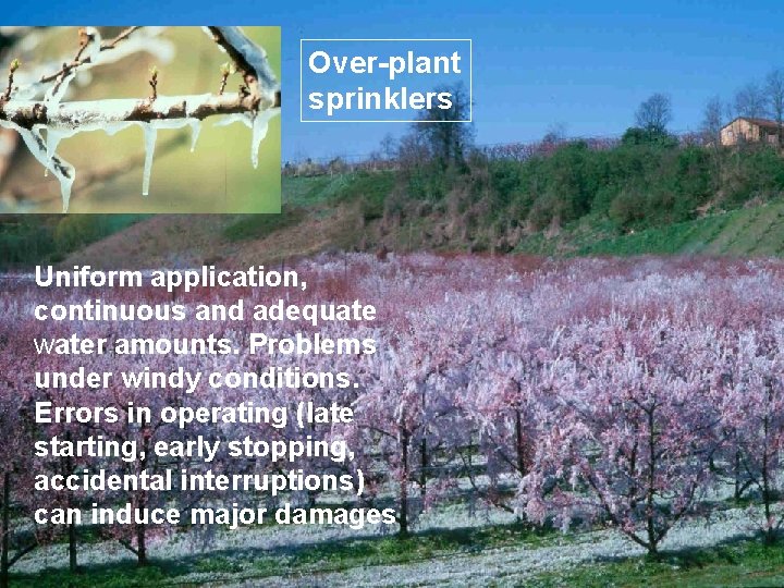 Over-plant sprinklers Uniform application, continuous and adequate water amounts. Problems under windy conditions. Errors