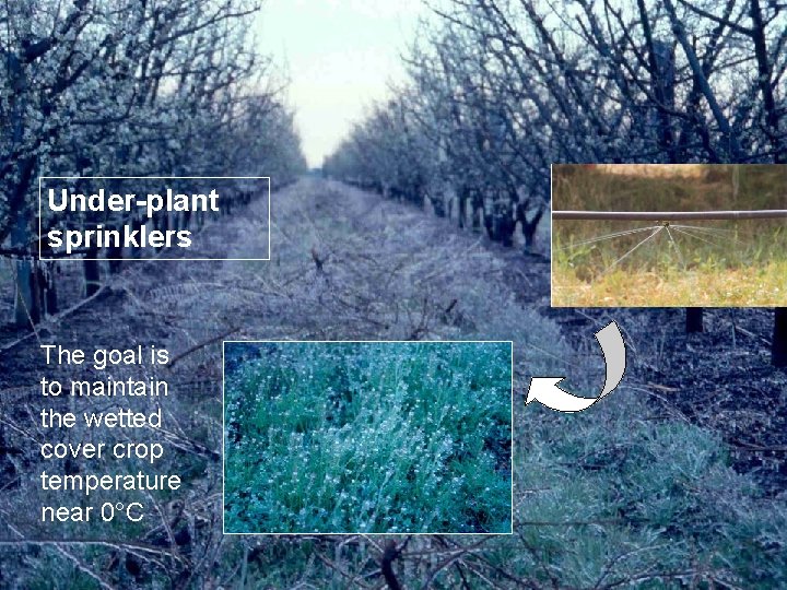 Under-plant sprinklers The goal is to maintain the wetted cover crop temperature near 0°C