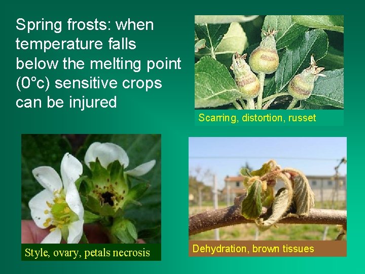 Spring frosts: when temperature falls below the melting point (0°c) sensitive crops can be