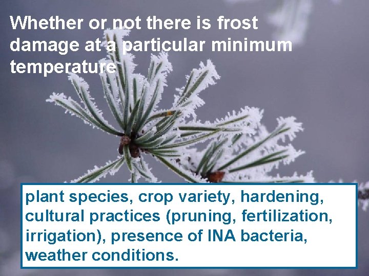 Whether or not there is frost damage at a particular minimum temperature plant species,