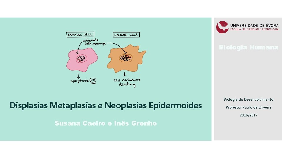 Biologia Humana Displasias Metaplasias e Neoplasias Epidermoides Biologia do Desenvolvimento Professor Paulo de Oliveira