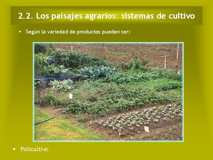 2. 2. Los paisajes agrarios: sistemas de cultivo Según la variedad de productos pueden